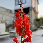 Viva Countryside House