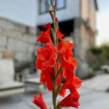 Viva Countryside House