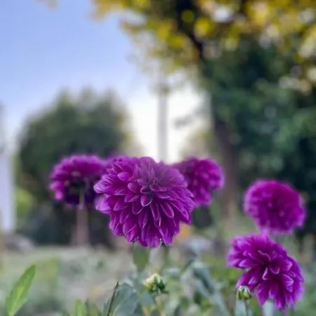 Viva Countryside House *