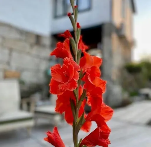 Viva Countryside House