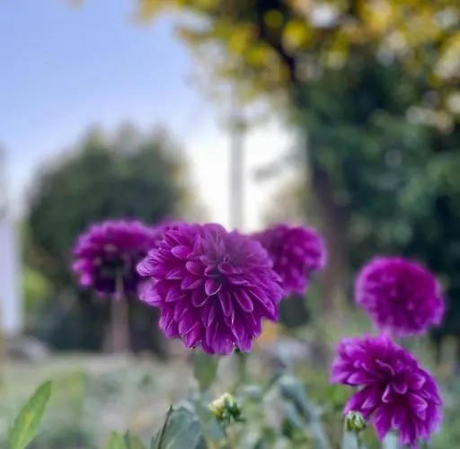 Viva Countryside House *